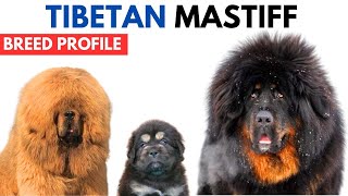 Tibetan Mastiff Breed Profile History  Price  Traits  Tibetan Mastiff Grooming Needs  Lifespan [upl. by Tennek450]