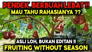 ILMU RAHASIA ‼️ 4 CARA MEMAKSA JAMBU AIR PENDEK BERBUAH LEBAT TANPA MUSIM TANAMAN LAIN JUGA BISA ‼️ [upl. by Enihpled]