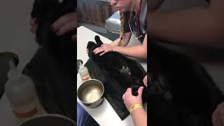 Cystocentisis draining a bladder on a blocked cat with ultrasound Check out this urine [upl. by Christmas]