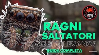 COME SI ALLEVA UN RAGNO SALTATORE I Guida ai Phidippus regius [upl. by Anhpad]