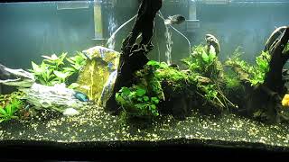 120Gallon Aquascape Update 71924 [upl. by Ninette751]