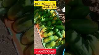 Papaya no 15 ಪಪ್ಪಾಯಿ ನOಬರ್ 15 PLANTS DELIVERY AVAILABLE papaya no15 no15 agricalture farming [upl. by Artenahs]