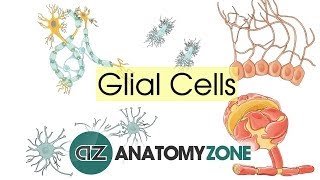 Glial Cells  Neuroanatomy Basics  Anatomy Tutorial [upl. by Pisarik64]