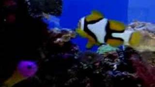 Sparring Clownfish [upl. by Annamarie]