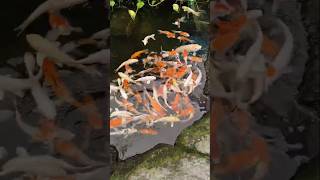 Orenge nd white fish viralvideos shortvideos koifish Cyprinus rubrofuscus colorful fish shorts [upl. by Kataway]