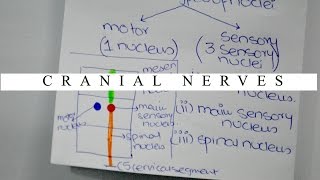 Cranial Nerve Components Nuclei and Locations [upl. by Ellerol]