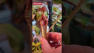 nepenthes Redleaf Exotics RE 0030 [upl. by Atirabrab]