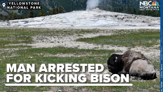 A Yellowstone trip that ended with a man being arrested for kicking a bison [upl. by Malinda]