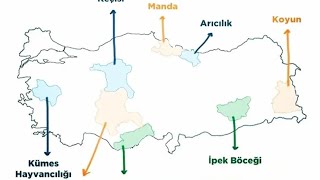 Hayvancılık Türlerinde 1 Olan İller  ● YKS Coğrafya [upl. by Ylellan521]