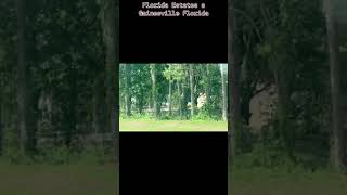 Florida Estates a Gainesville FL 2024 [upl. by Eniledam]