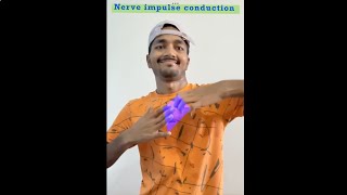 Nerve impulse conduction kaise hota hai shorts trending science biology neet zoology [upl. by Yasdnil]