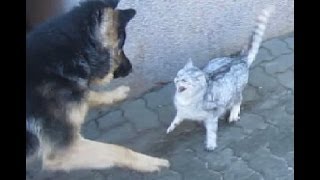 HUND KÄMPFT GEGEN KATZE DIE KATZE SCHLÄGT ZURÜCK CAT Vs DOG FIGHT [upl. by Naimaj]