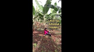 Lakatan Banana Farming l Farm Tour [upl. by Blinni]