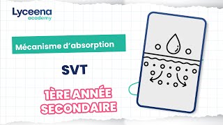 1ère année secondaire  Sciences  Mécanisme dabsorption [upl. by Dunaville]