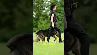 German Shephard One Of The Smartest Dogs Alive [upl. by Seaton]