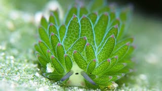 The Leaf Sea Slug Impossible Grassy Hybrid [upl. by Aundrea36]