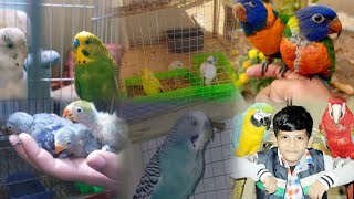 Parrot Party Time Join Fun With These Vibrant Playful And Lovable Birds parrots birds pets [upl. by Pulcheria]