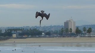 Pelican Power Diving for Fish [upl. by Mischa]