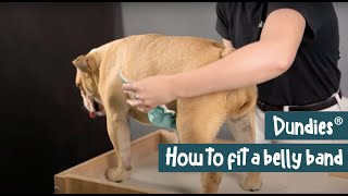 How to Fit A Dundies Belly Band Male Dog [upl. by Galitea268]