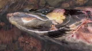 To The Journeys End The Lifecycle of the Atlantic Salmon [upl. by Ollopa770]