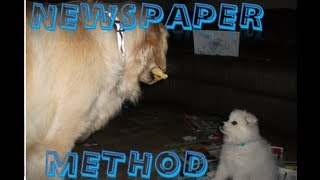 House Training Your Puppy Newspaper Method [upl. by Eannej]