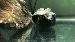 Time lapse of ancistrus bristlenose plecos breeding [upl. by Novikoff]