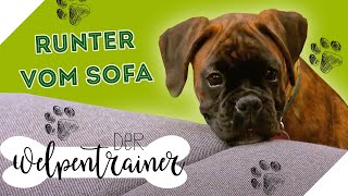 COUCHVERBOT 🚫 So springt dein Hund nicht auf das Sofa  Der Welpentrainer  sixx [upl. by Tiemroth]