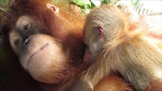 Mother orangutan with newborn infant [upl. by Ariane]