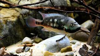 Chorcha River Talamancaheros sieboldii Biotope [upl. by Leoni]