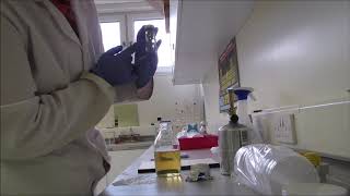 Pouring agar plates and slopes [upl. by Cristi]