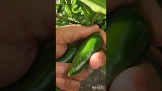 jalapeño Picking in abundance 🌶️🌶️🌶️ spicy homegrown gardening honeydew tomatoes [upl. by Ayotyal]