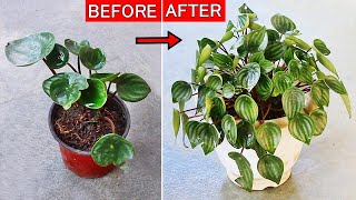 Watermelon Peperomia CARE 101  BEST Soil Mix Fertilizers Light amp Water Requirements [upl. by Eelrak]