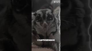 Cannonball comedy funanimal sugarglider cannonballsugarglider cute [upl. by Kcaj]