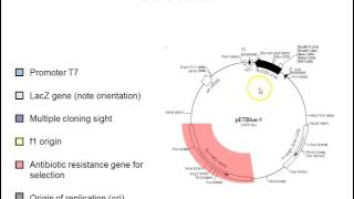 Plasmid vectors [upl. by Patty]