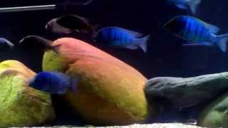 A Group Placidochromis Phenochilus Gissel [upl. by Klein]