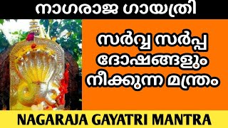 സർവ്വ സർപ്പ ദോഷങ്ങളും നീക്കുന്ന മന്ത്രം  NAGARAJA GAYATRI MANTRA  Ayilyapooja [upl. by Nimsaj]