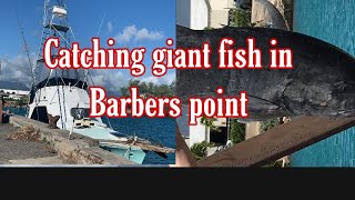 Catching giant fish in Barbers point [upl. by Nnaylrebmik]