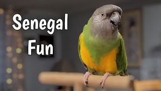 A Day in the Life of a Senegal Parrot [upl. by Biddy]