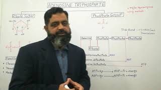 ATP Urdu Hindi medium profmasoodfuzail Structure of ATP  Adinosine Triphosphate [upl. by Eigger]