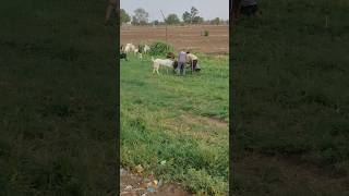 Farm par breeder hona bahut jaruri hai trending viralvideo facts pets animals farming sawale [upl. by Helbonnas242]