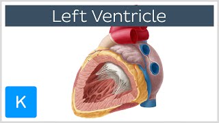 Left Ventricle Heart  Function Definition and Anatomy Human Anatomy  Kenhub [upl. by Nevram]