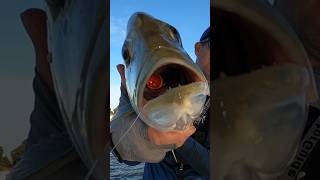 GIANT TREVALLY FEEDING FRENZY 😮💪 fishing fish trending louisfishingodyssey australia [upl. by Neitsabes349]