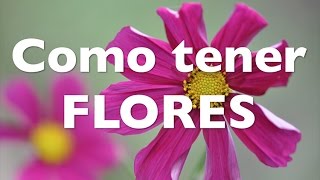 Cómo tener un cantero SIEMPRE con FLORES [upl. by Garda]