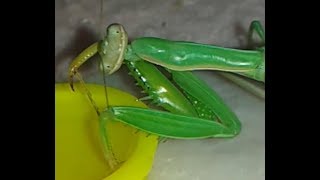 KEEPING A PRAYING MANTIS AS A PET 2  Water drinking at home [upl. by Herzel]