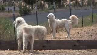 Maremma dogs guard goats near Terrebonne [upl. by Lenna]