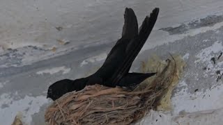 Nesting PLUMETOED SWIFTLETS Borneo [upl. by Auka]