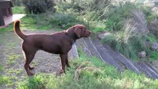 labrador barking in defense of territory on dogdownundercom [upl. by Jasmine]