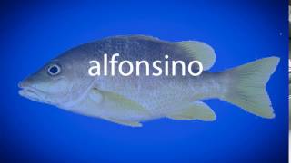 How to pronounce alfonsino [upl. by Weinshienk]