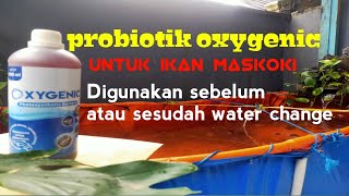 Manfaat dan kegunaan Probiotik Oxygenic Untuk ikan mas Koki Di kolam atau aquarium Ikan Air Tawar [upl. by Ynnahc]