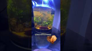 Stunning Blackwater planted aquarium  almond leaves  tannins water  fish aquarium fishtank [upl. by Iroj]